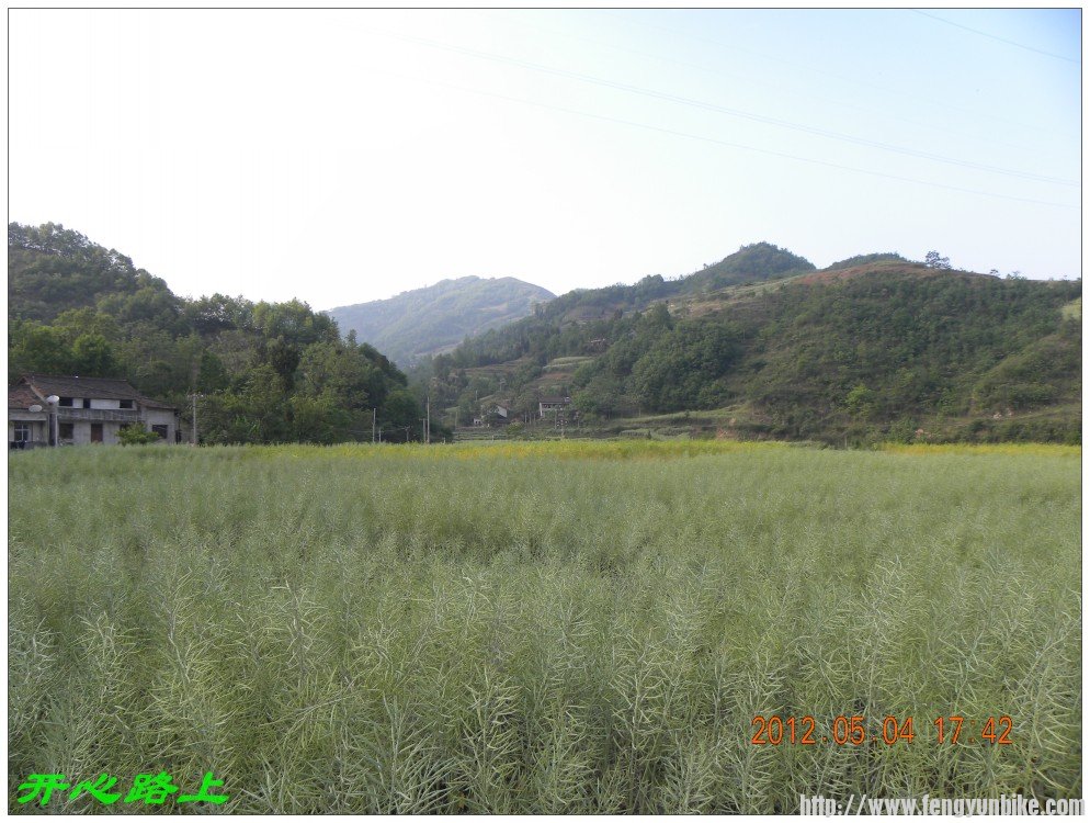 油菜花已经结子了