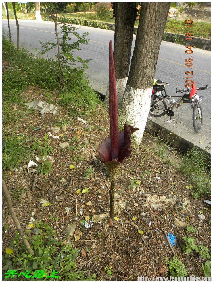 不知道这是什么植物