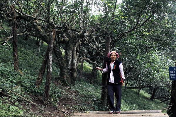 看守千年古茶树的拉祜族茶农