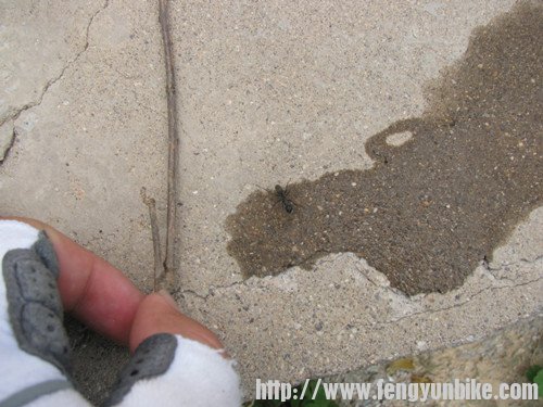 给小蚂蚁喝了点红牛，嗖。。。。。没了！