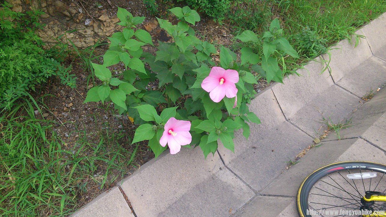 超大的花瓣，请和轮子做比较