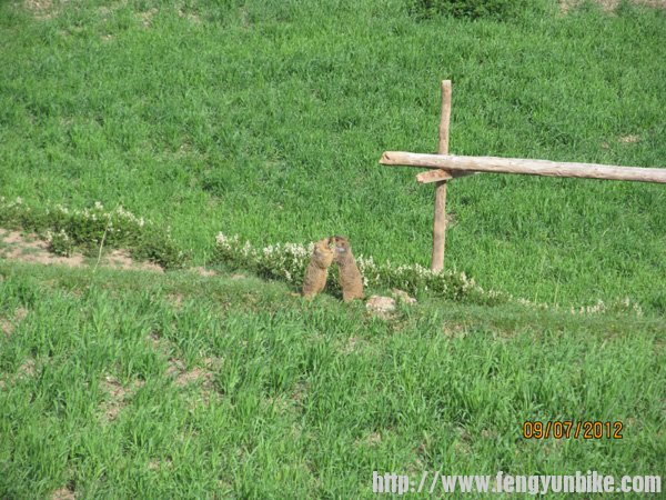 两只土拔鼠打架架还是在求爱？
