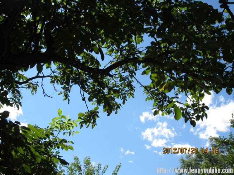 感谢植物的荫凉和光合作用