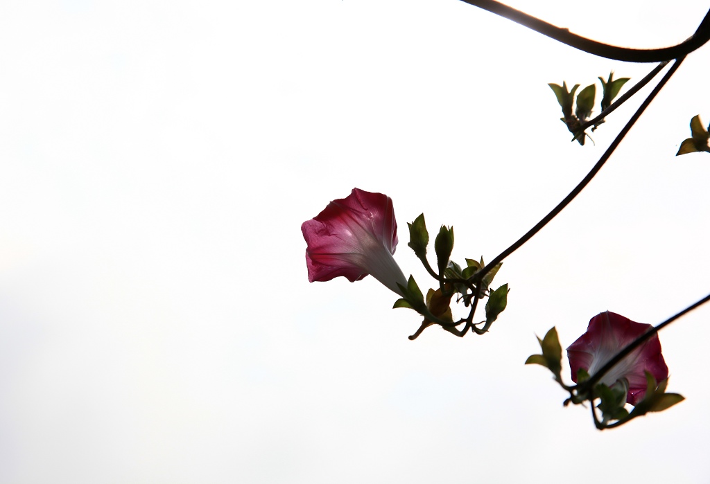 骑妙未成变奇妙