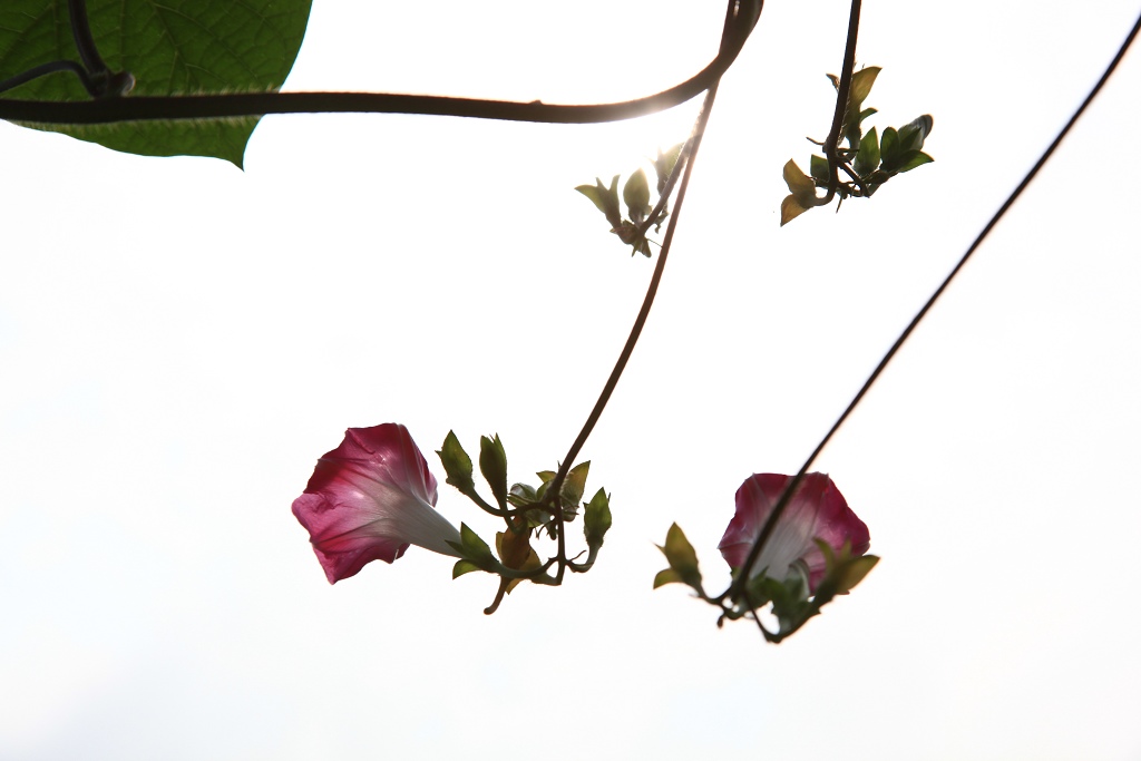 骑妙未成变奇妙