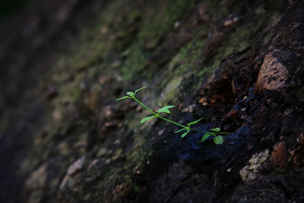 骑妙未成变奇妙