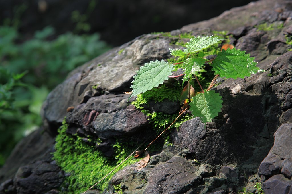 骑妙未成变奇妙