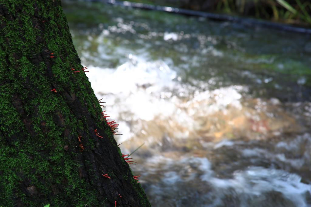 骑妙未成变奇妙