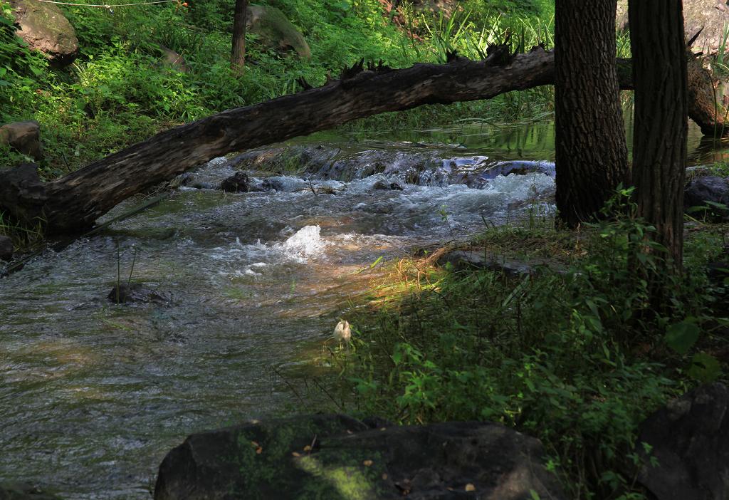 骑妙未成变奇妙