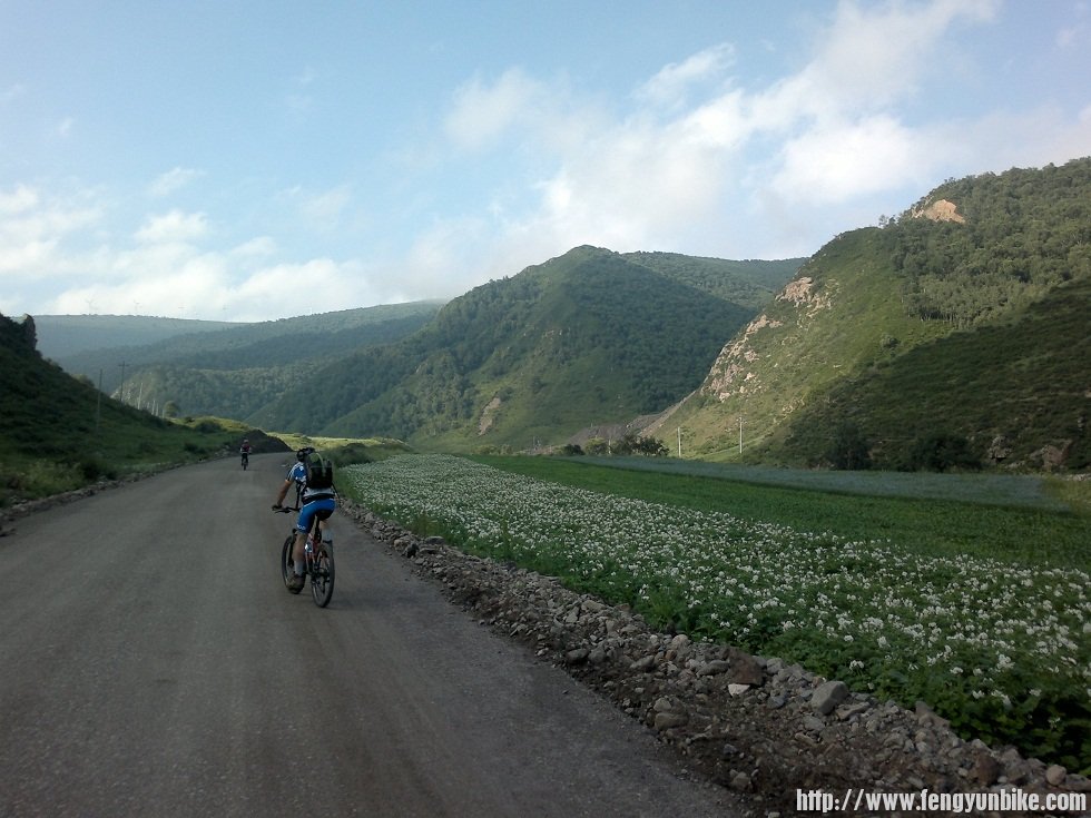 路边的土豆开花了