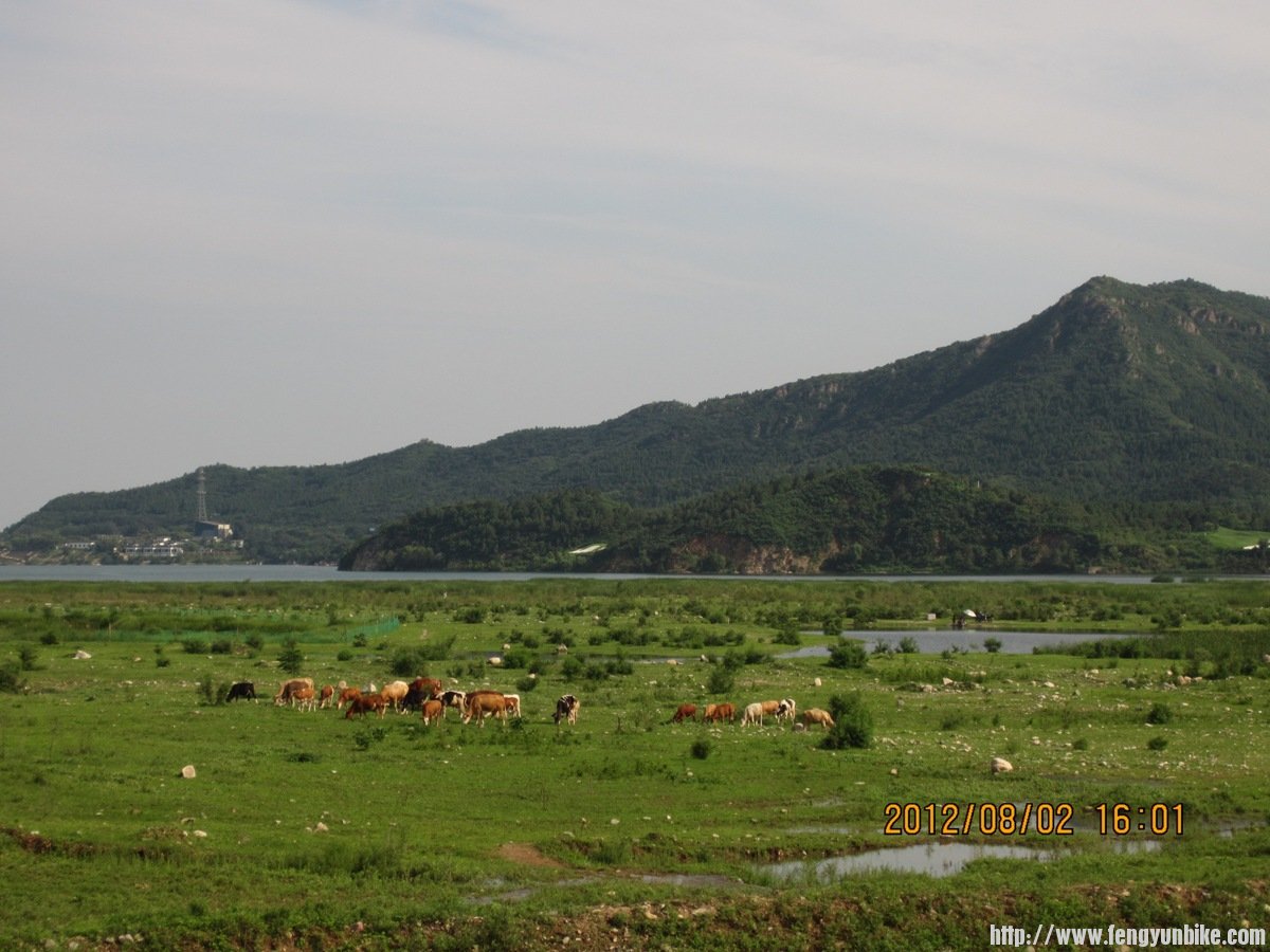 水库周边2（牛羊）.JPG