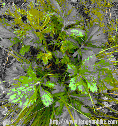 长的像芹菜的野草！