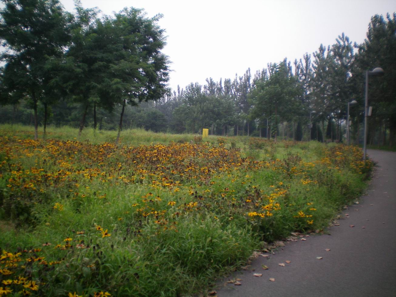 调整大小 路旁的菊花.JPG