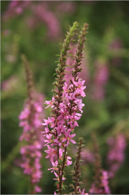 不知道什么花 挺好看的