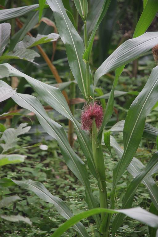 调整大小 IMG_3087.JPG