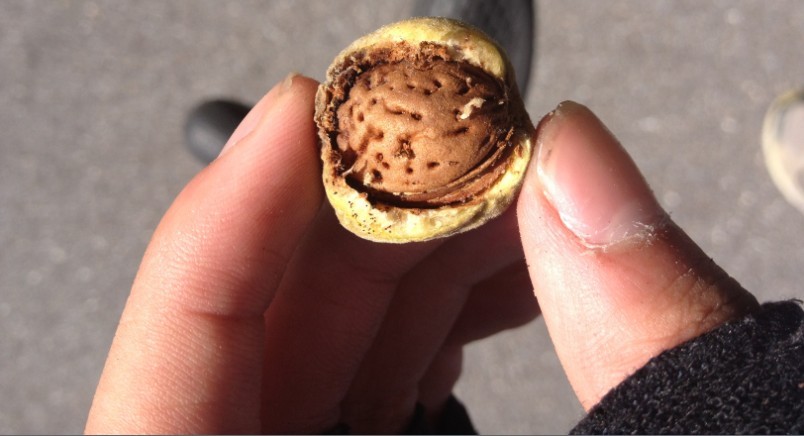 路边有许多这种小核桃 很可爱的