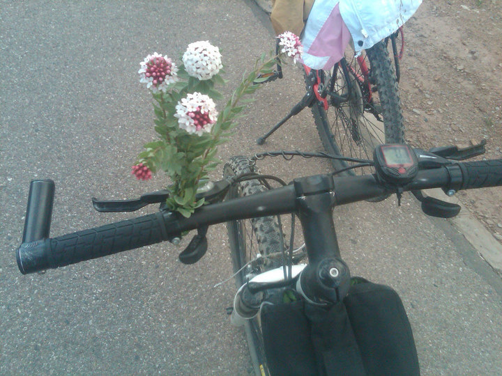 车子上的格桑花