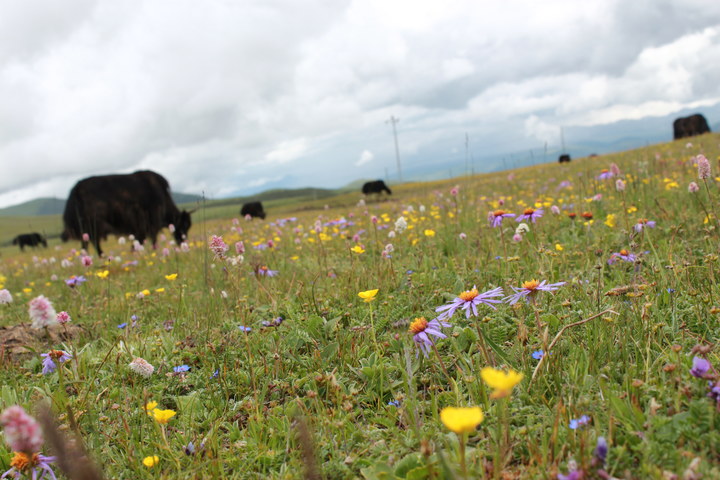 折多山下，格桑花、牦牛、蓝天、白云