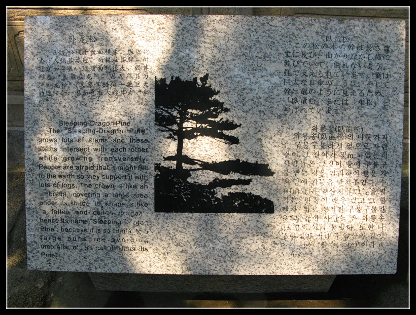 介绍中的画像黄山的迎客松