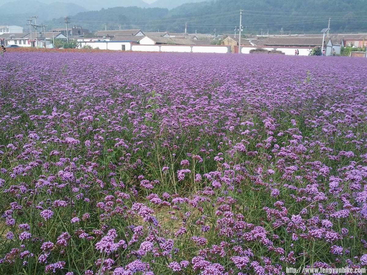 珍珠泉广场花丛，马鞭草