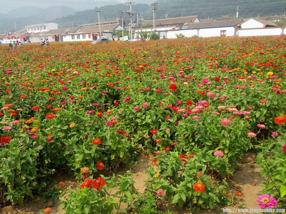 珍珠泉广场花丛