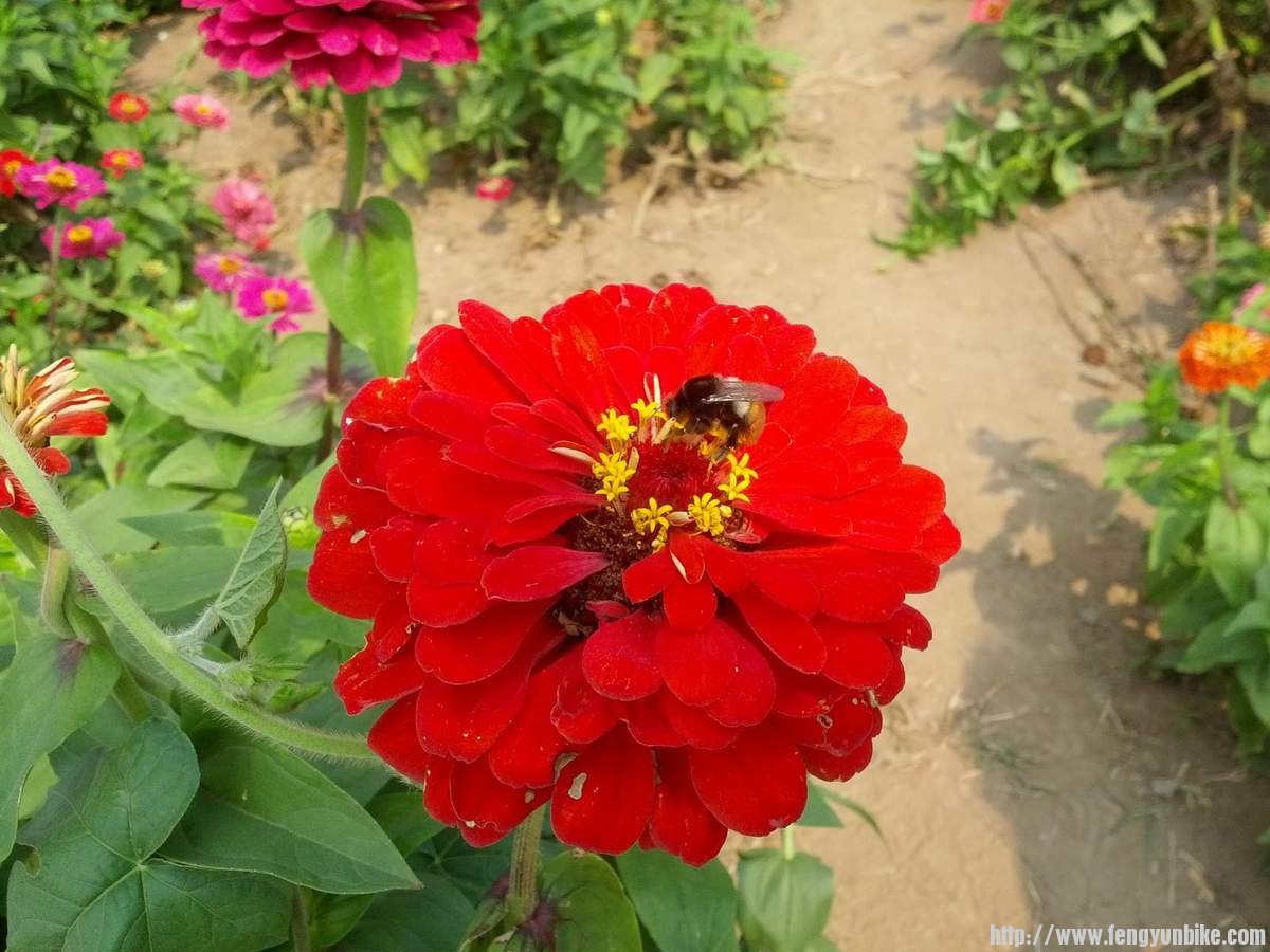 按最喜欢拍的野蜂