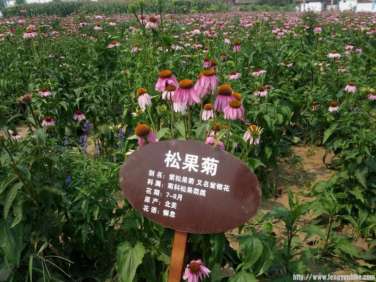 珍珠泉广场花丛，名字来历一目了然