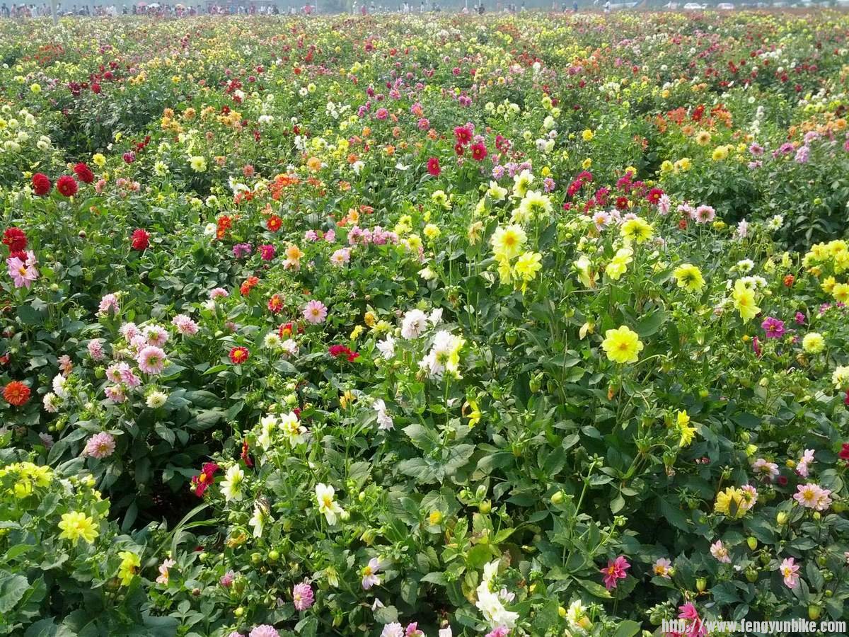 珍珠泉广场花丛，小丽花