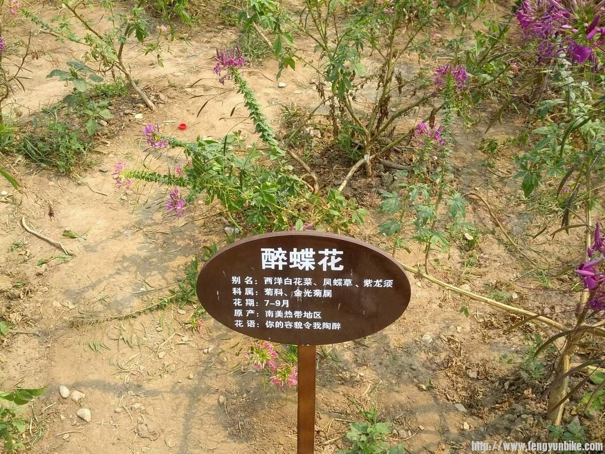 你的容貌令我陶醉