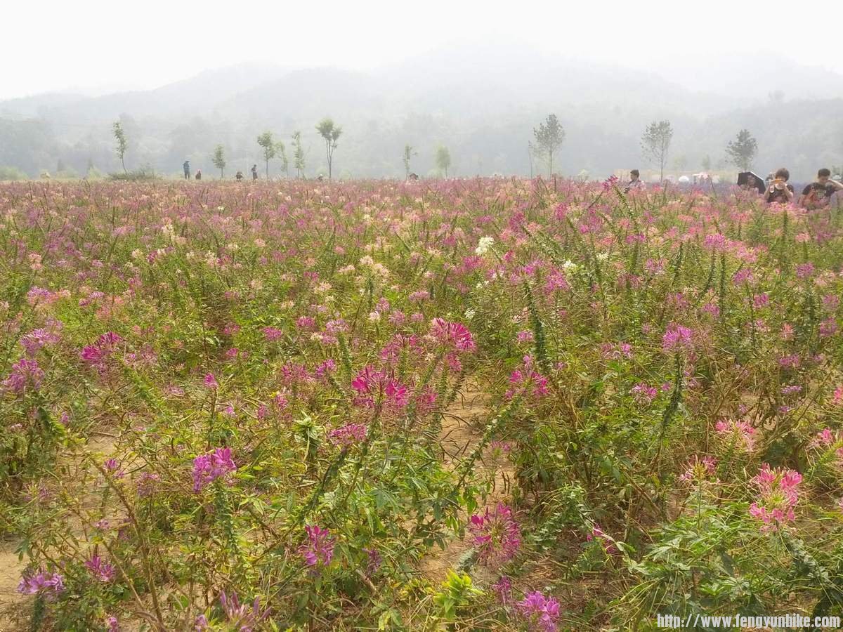 珍珠泉广场花丛，醉蝶花