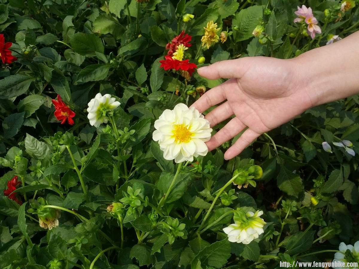 领导的手和小丽花