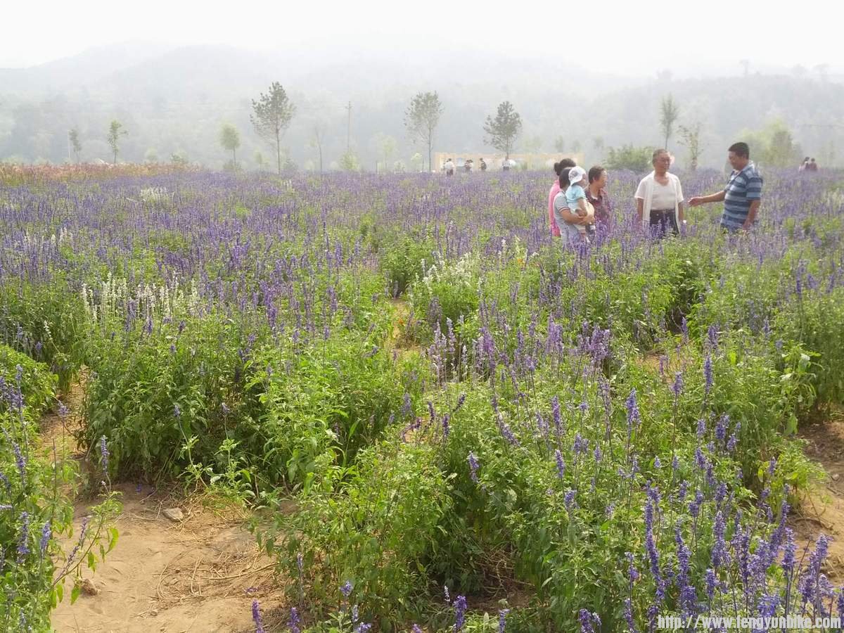 珍珠泉广场花丛，薰衣草似乎是