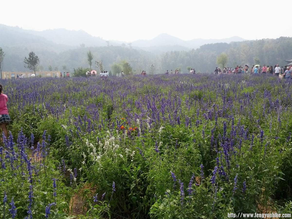珍珠泉广场花丛，薰衣草似乎是