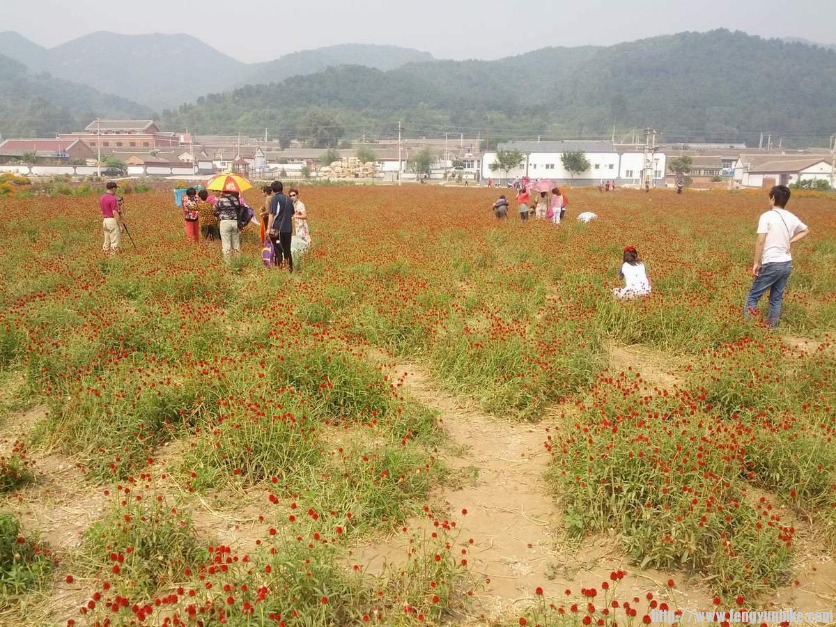 百日红中照相的游客