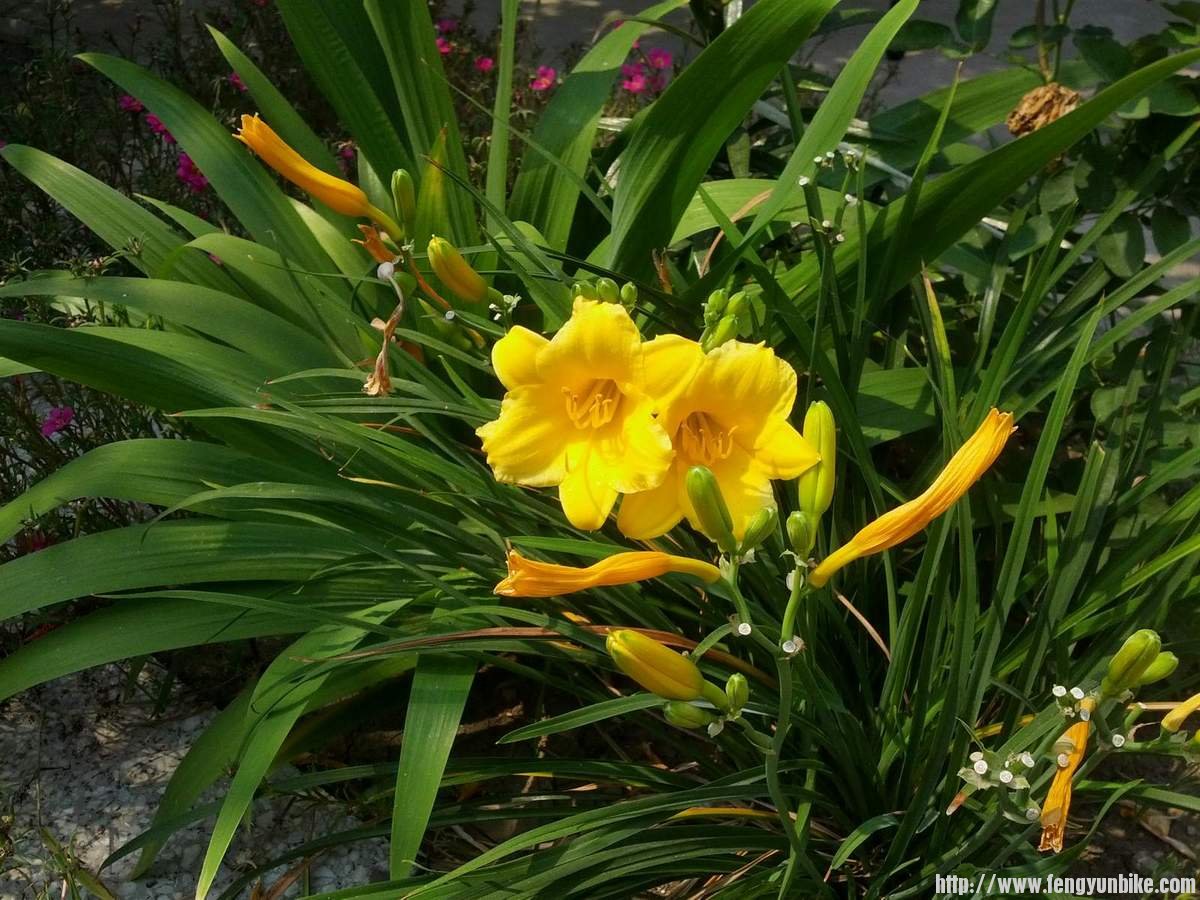 农家院内的，似乎是黄花菜的那种花