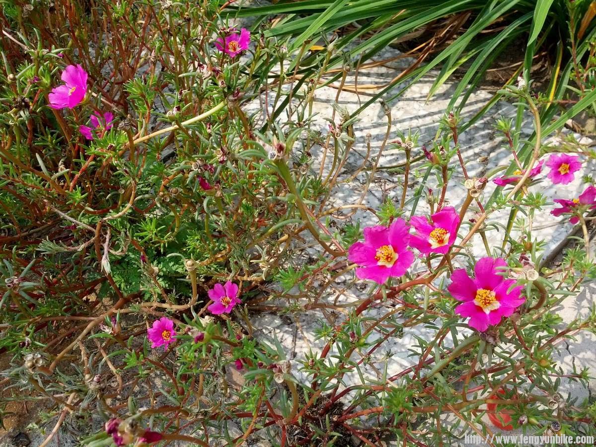 农家院内，当地叫“死不了”
