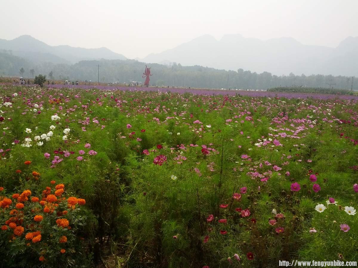 万寿菊、波斯菊、马鞭草，远方是广场中心的雕塑