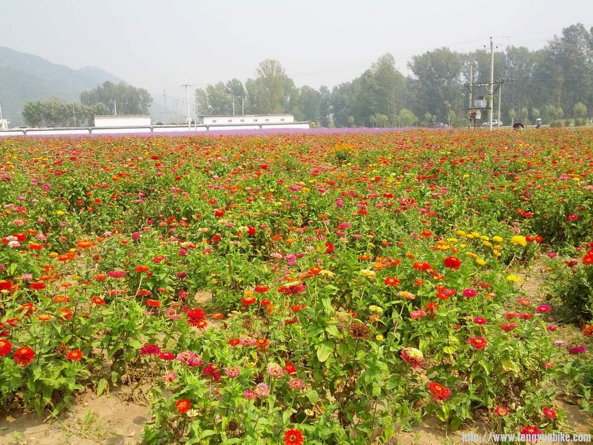 珍珠泉广场花丛，百日草