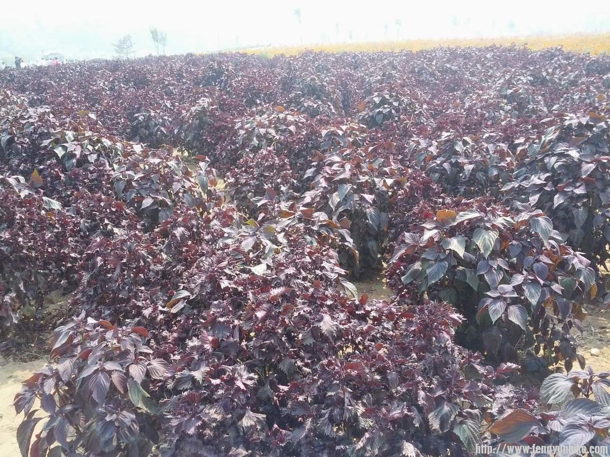 珍珠泉广场花丛，应该有人认识