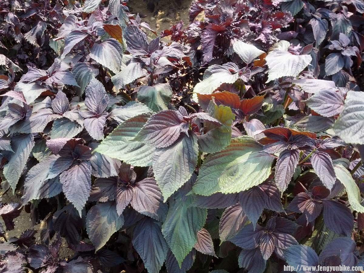 凑近一点，认出的人就更多了，是紫苏