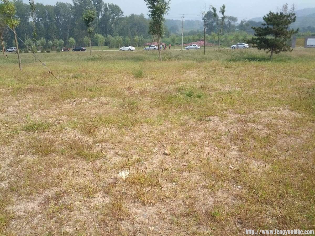 狗尾花也是花呀