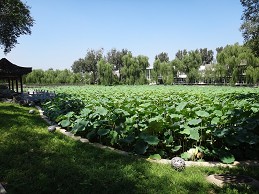 接天莲叶无穷碧，映日荷花别样红（荷花谢了）