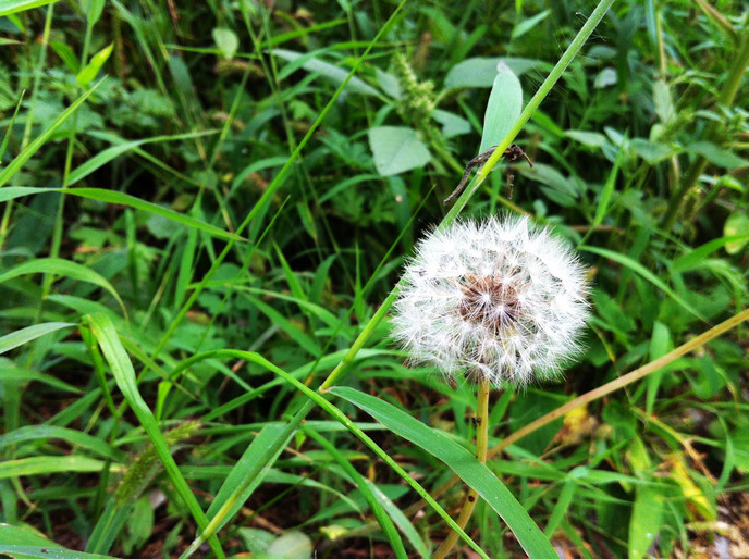 不知道哪阵风会把它吹落散天涯