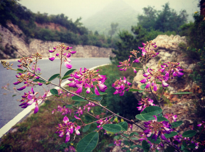 繁花本该映晴空 无奈是个阴天