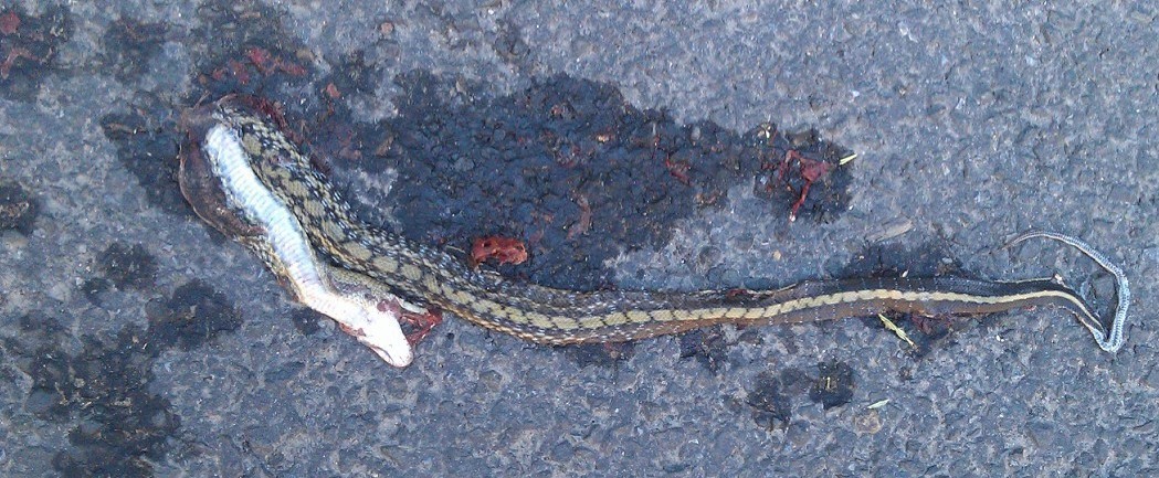 一条无辜的小蛇被无情的车轮碾杀在路上