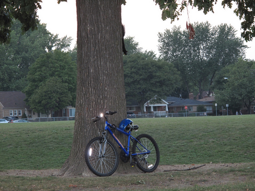 我的车让它很好奇