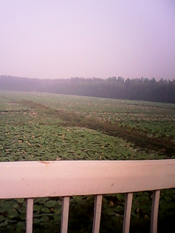 琉璃河桥下荷花池