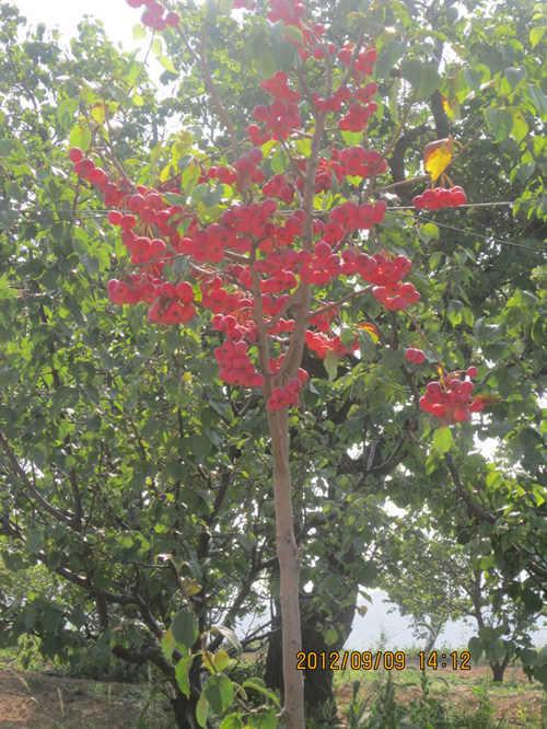 这树的血型估计是O型只结果子叶子没了，无私呀