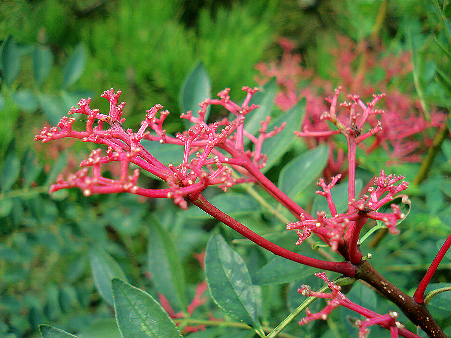 DSC04872.JPG