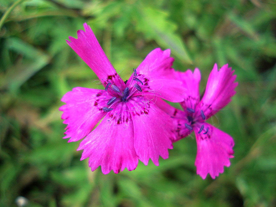DSC04888.JPG